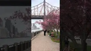 Cherry Blossoms, New York City