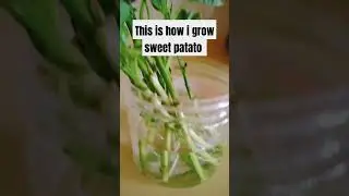 this is how I grow sweet potato #viral  #minipotgarden  #food #green #vegetables #healthy