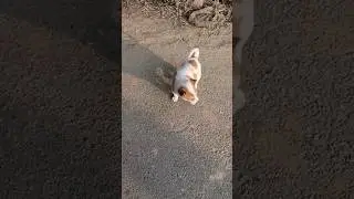 Cute Little Puppy 😍❤️#dog #puppy #littledog #littlepuppies #countrylife #happiness