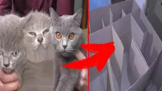 GIANT CAT - Kittens MAZE! Who is the BEST? How to Creative Labyrinth
