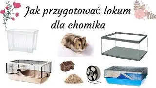 Jak przygotować lokum dla chomika