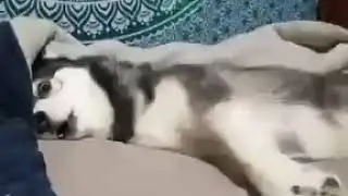 Хаски на приколе