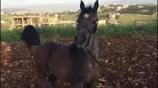 Arabian foal _ تدريب المهر على الحبل #arabianhorses #horses #arabianfoal #arabian