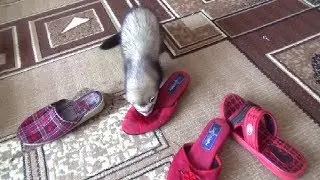 Ferret!!! A ferret playing!!!  Хорек играет!!! Хорек и тапки!!!  Хорьки дома приколы!!!