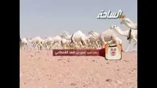 جديد 2014 | نخبة النخبة | مضيمات | منقية الشيخ / عمير بن فهد القحطاني