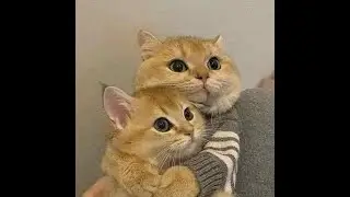 Дракулёнок)))