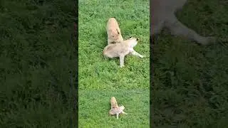 Львицы отрабатывают навыки охоты. ПАРК ЗЕМЛЯ ПРАЙДА 🌿  #zoo #lion