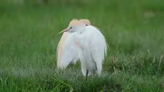 Sığır Balıkçılı - Western Cattle Egret - Bubulcus ibis Fujifilm XF 500mm f5.6 lens + X-H2S