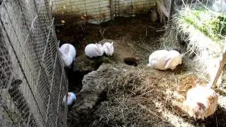 CONIGLI- La natura segue il suo corso................