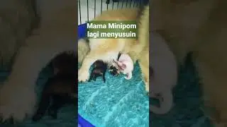 Mama #minipomeranian  menyusuin 2 anaknya #shorts #anjing #viral