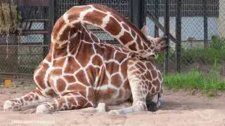 How Long Do Animals Sleep?