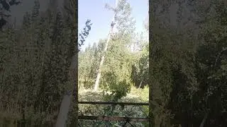 сал колди дарахт болиб кесиш хизмати 91.602.91.90