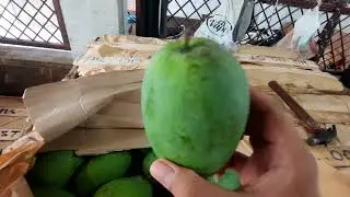 OBRAL BESAR MANGGA HARUMANIS #kamilbuah