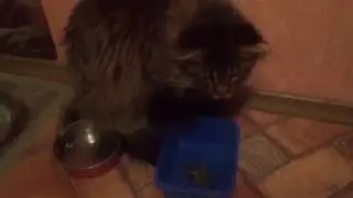 Неравный бой кота Мейн куна с раком. Maine Coon and Cancer
