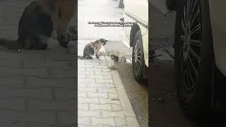 baslik #skz #stay #keşfet #keşfetbeniöneçıkar #keşfetedüş #fyp #viral