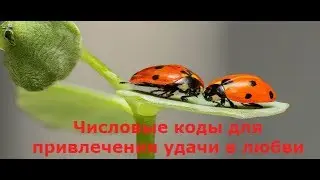 Лучшие книги для женщин Числовые коды для привлечения удачи в любви Обучение нумерологии