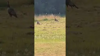 Count em up! Are you seeing poults in your area? 🎥 Maurice Joseph 