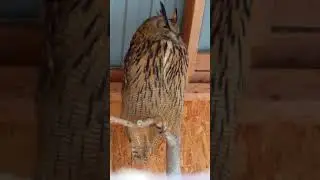 Наблюдаем за Филином.  Или он за нами?!