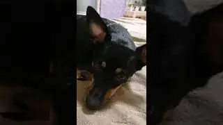 ЗВЕЗДА ЮТУБА🤣