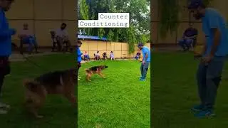 How do I stop my German Shepherd from being aggressive towards strangers? 