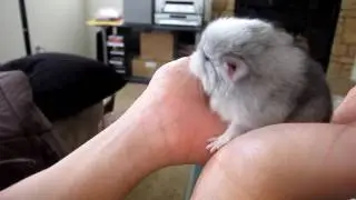 Adorable 1-Day Old Chinchilla!!