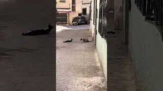 Cats got caught in 4K