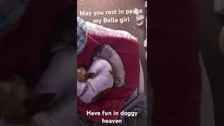 May you rest in peace my Bella girl. Have fun in doggy heaven.