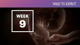9 Weeks Pregnant  - What to Expect Your 9th Week of Pregnancy