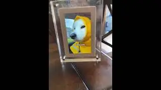 dog shorts compilation