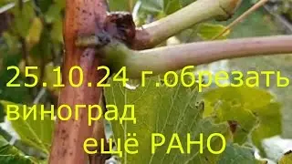 25 10 24г Обрезать виноград РАНО