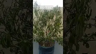 Anyare Calamansi Tree?#bonsai #agaderfarmland #agrikultura #shortvideo #calamansi