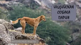 ИНДИЙСКАЯ СОБАКА ПАРИЯ🐕/Животные life/Собаки/Животные/Интересные факты