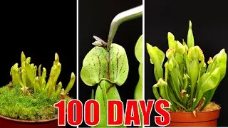 Carnivorous plants - Time lapse - 100 days 