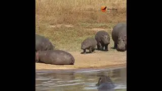When you're just trying to soak up some sun, but the 'hippo nannies' have other plans! 🦛☀️ #wildlife