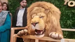 Hire a Lion - Creature Events