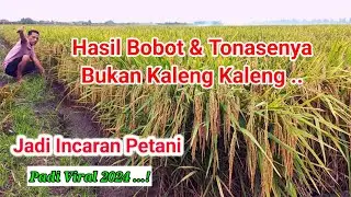 "PADI SEDAYU", BULIR MALAINYA MENDAYU_DAYU #Padisedayu #padiunggul