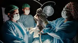 Nascimento Vitor - Perinatal Oeste Dor