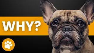 The Real Reasons Dogs Stare At You