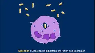 Phagocytose   Bf
