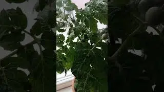 Томат Балконное чудо. Для раннего урожая на подоконнике. 