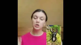 Жук купил лягушке жёлтые подушки.