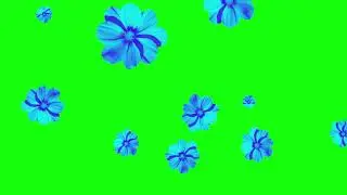 blue flower fall down 1 green screen   No Copyright, Motion Graphics, Backgrounds