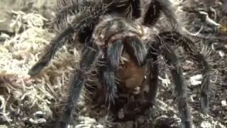 feeding Brachypelma albopilosum