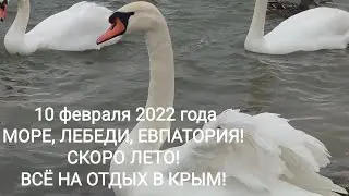 МОРЕ, ЛЕБЕДИ, ЕВПАТОРИЯ. 10.02.22Г. СКОРО ЛЕТО! ВСЕ НА ОТДЫХ В КРЫМ!