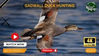 Duck Hunting | 7 Gadwall | As It Video # 007