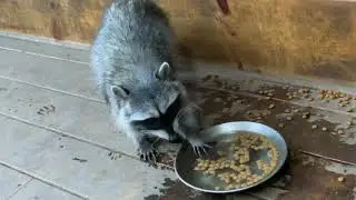 Raccoon // Енот
