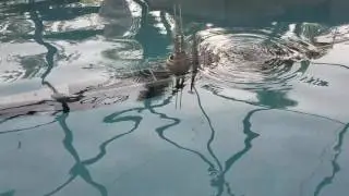 Engel Gato RC submarine refit : trimming in the pool
