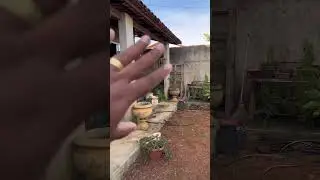Reforma do meu Jardim Parte 1 #plante #casa #casasimplis #plantasdecasa #plantinhas #jardim #reform