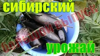 ЧТО ДАЁТ ЗЕМЛЯ СИБИРСКАЯ?!БОЛЬШОЙ ВЫПУСК.