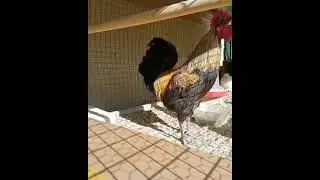 Петух долго кричит и падает